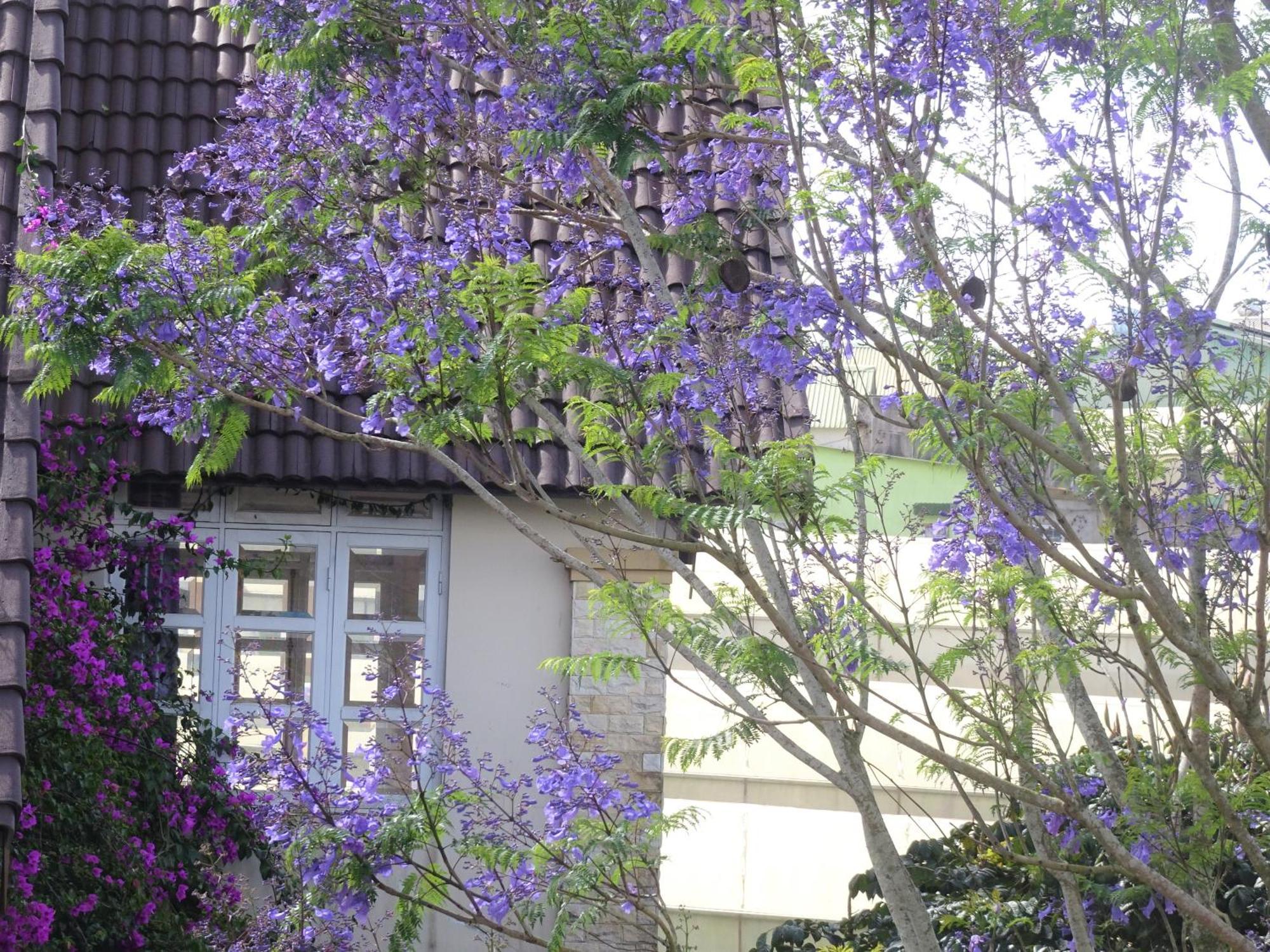 MENTO Villa Đà Lạt Da Lat Exterior foto
